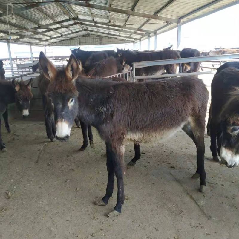 肉驴苗杂交驴苗自养自销包技术十头以上全国包送