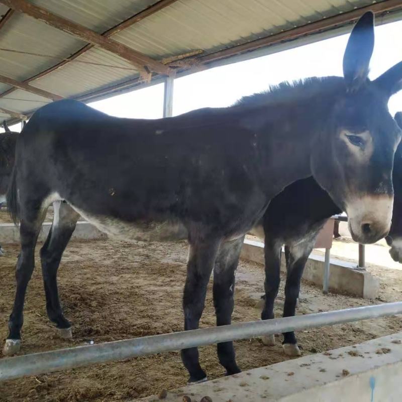 肉驴苗杂交驴苗自养自销包技术十头以上全国包送