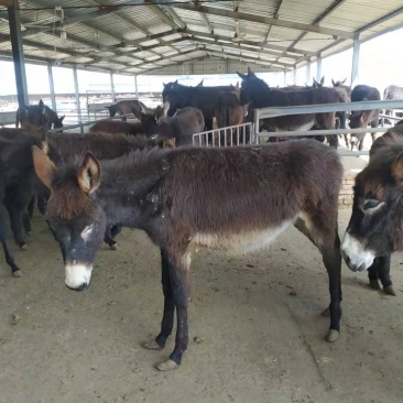 肉驴苗杂交驴苗自养自销包技术十头以上全国包送