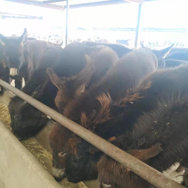 肉驴苗杂交驴苗自养自销包技术十头以上全国包送