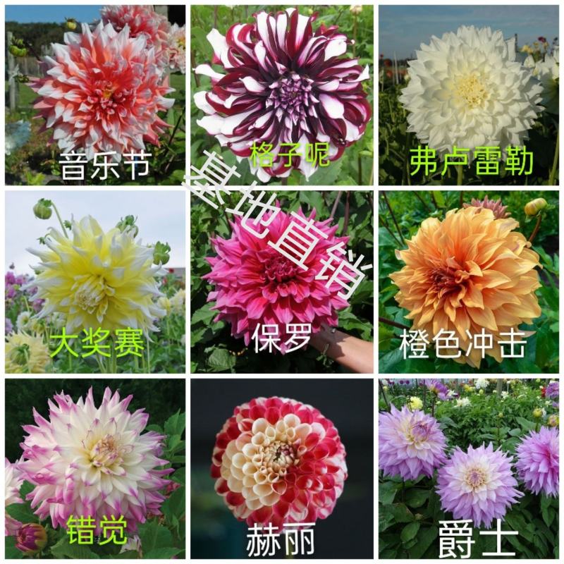 大丽花小丽花盆栽天竺牡丹精品色系大丽花大丽花种球