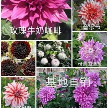 大丽花小丽花盆栽天竺牡丹精品色系大丽花大丽花种球