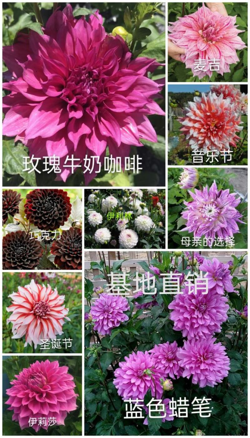大丽花小丽花盆栽天竺牡丹精品色系大丽花大丽花种球