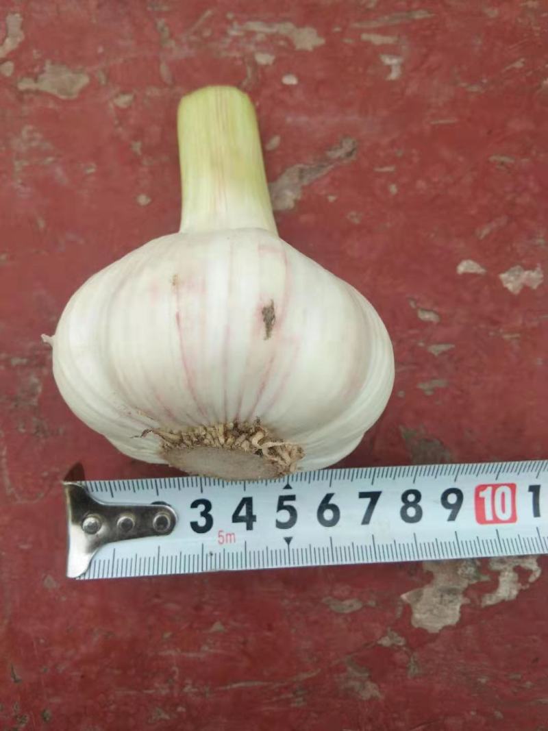 扒皮蒜~精品剥皮蒜，大量供应，产地直发，质量保证，代发全国