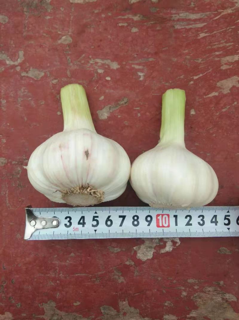 扒皮蒜~精品剥皮蒜，大量供应，产地直发，质量保证，代发全国