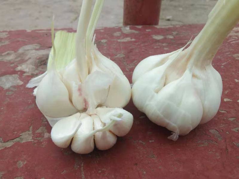 扒皮蒜~精品剥皮蒜，大量供应，产地直发，质量保证，代发全国