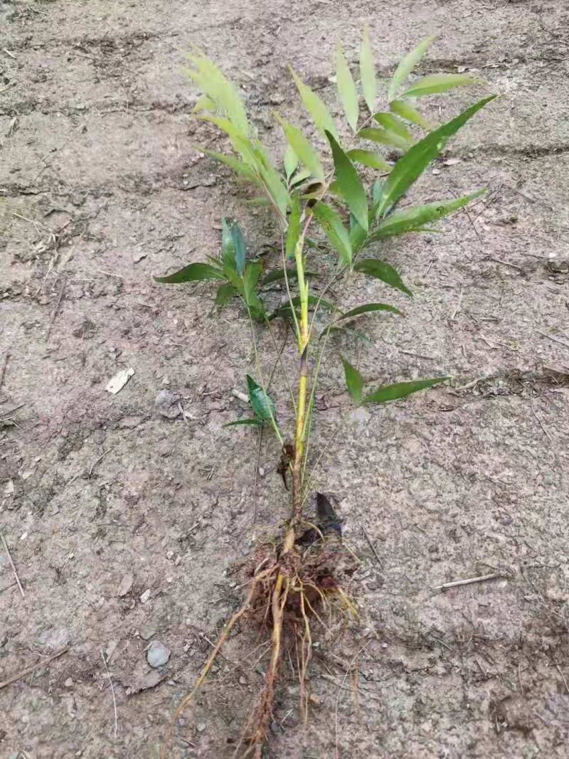 重庆巴南柳叶十大功劳，苗好价格实惠，有需要的老板可以联系