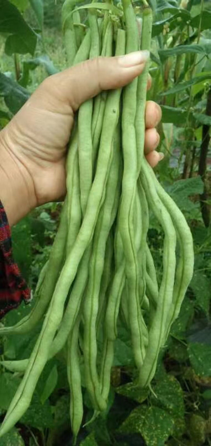 云南大青豆无经豆大量上市