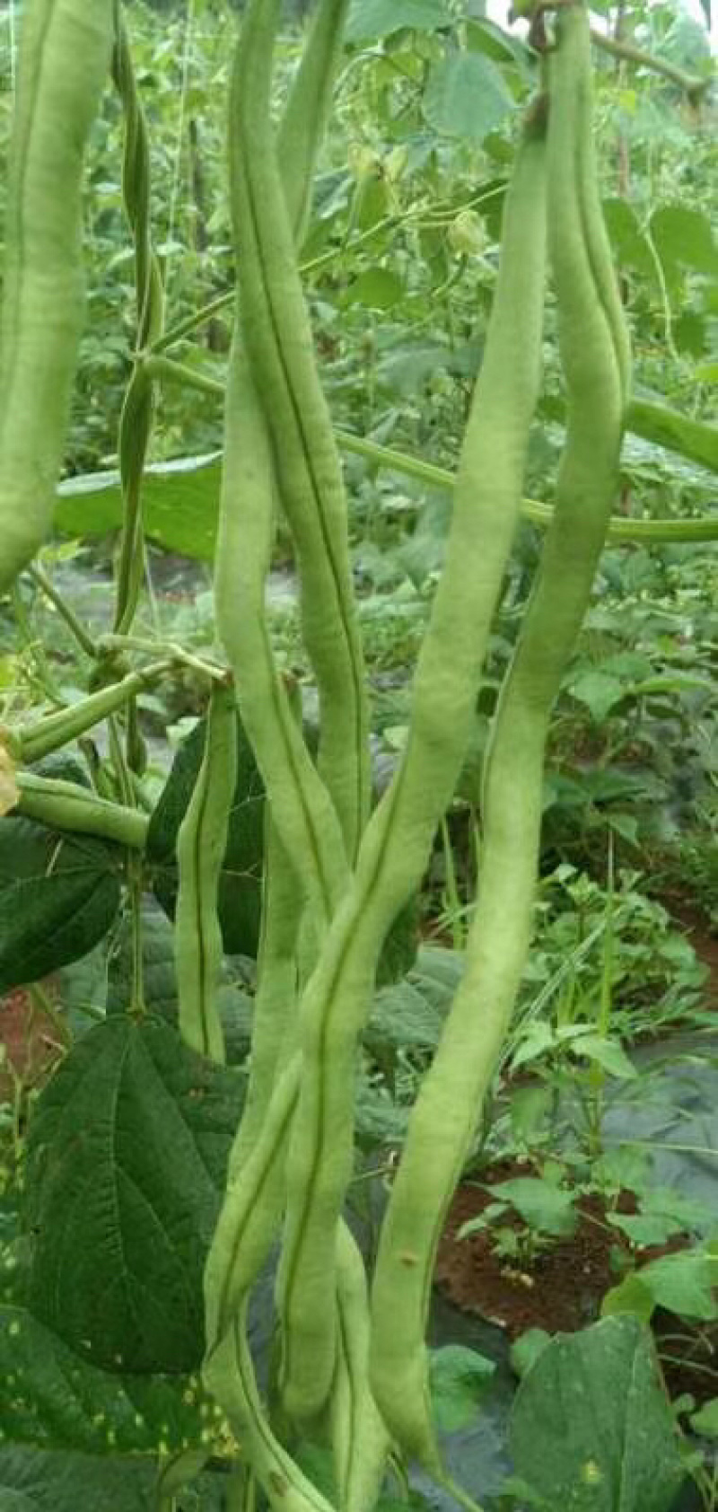 云南大青豆无经豆大量上市