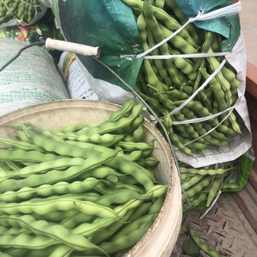 云南大青豆无经豆大量上市