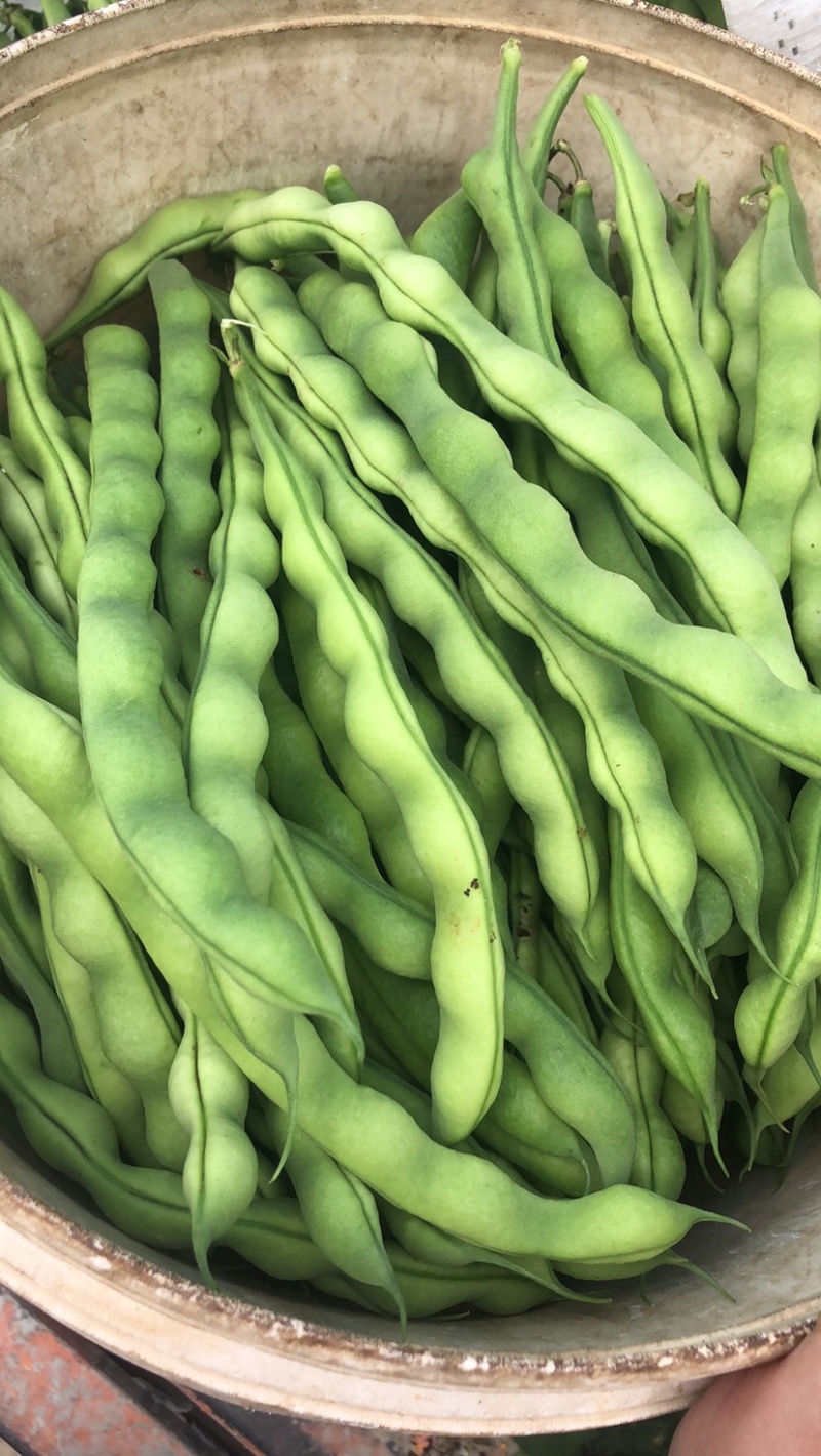 云南大青豆无经豆大量上市