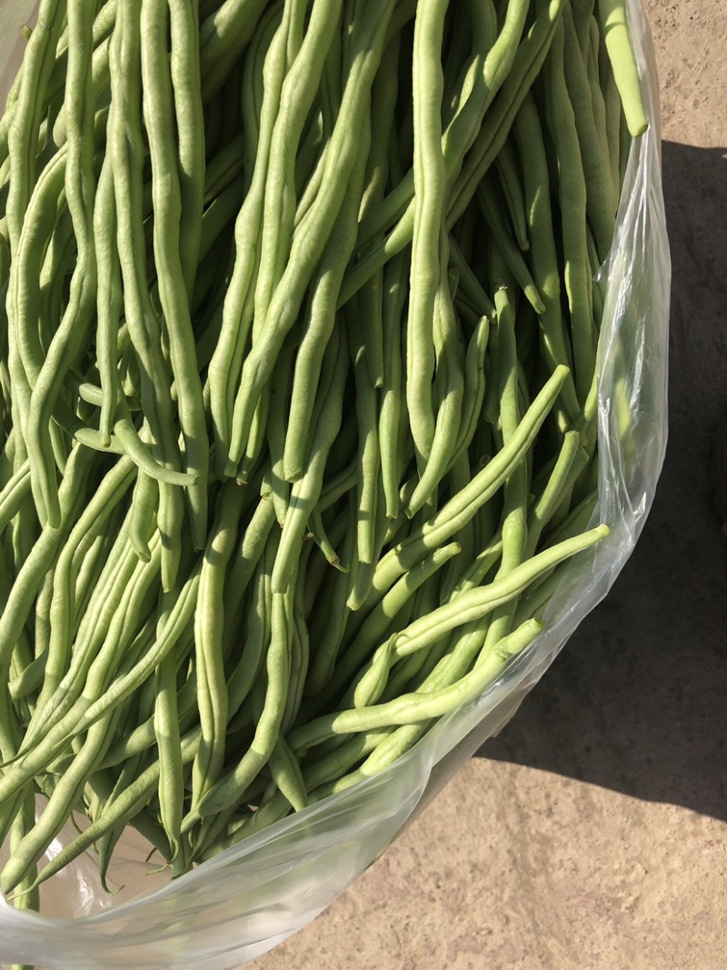 云南大青豆无经豆大量上市