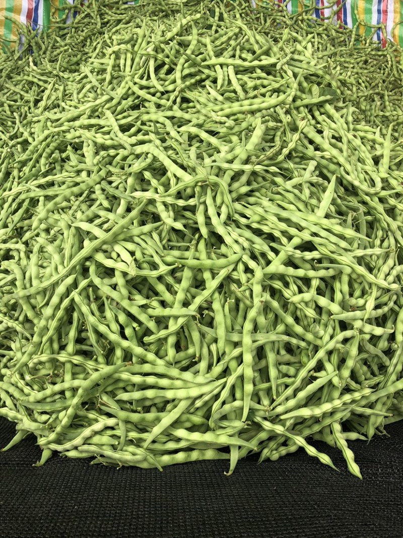 云南大青豆无经豆大量上市