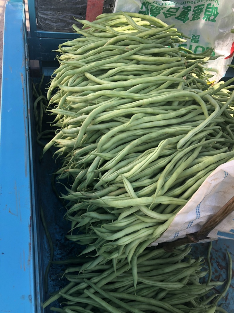 云南大青豆无经豆大量上市