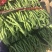 云南大青豆无经豆大量上市