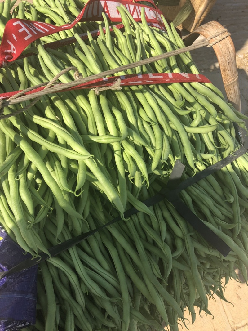 云南大青豆无经豆大量上市