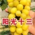 【热卖】正宗，阳光十三葡萄苗，基地直发，包品种包技术指导