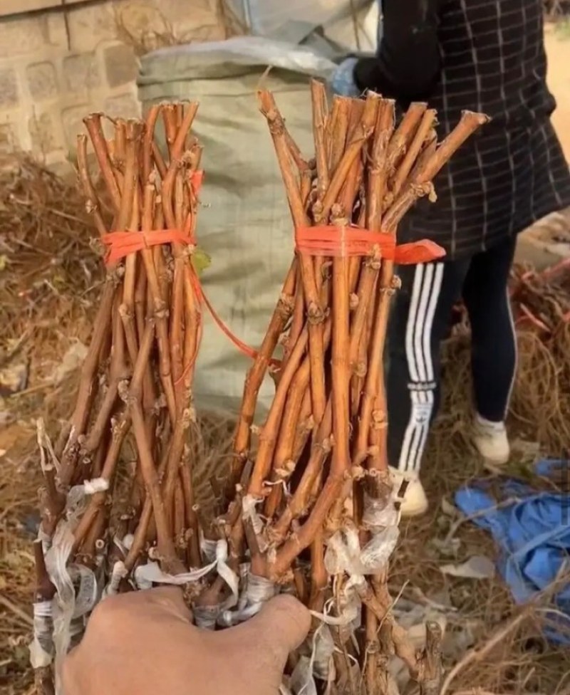 【热卖】正宗，阳光十三葡萄苗，基地直发，包品种包技术指导