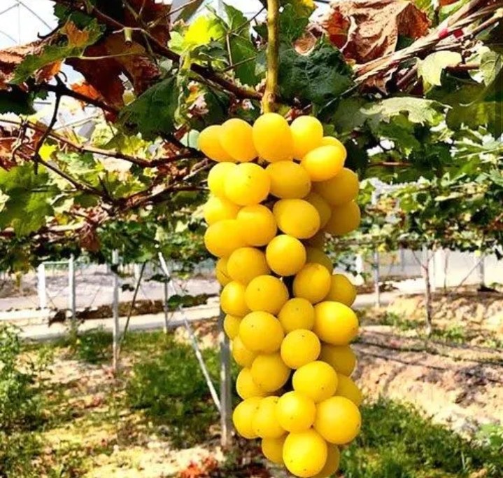 成熟的维多利亚葡萄挂满枝头,呈现出诱人的金黄色,种植于阳光充足的果园中 维多利亚葡萄成熟果园