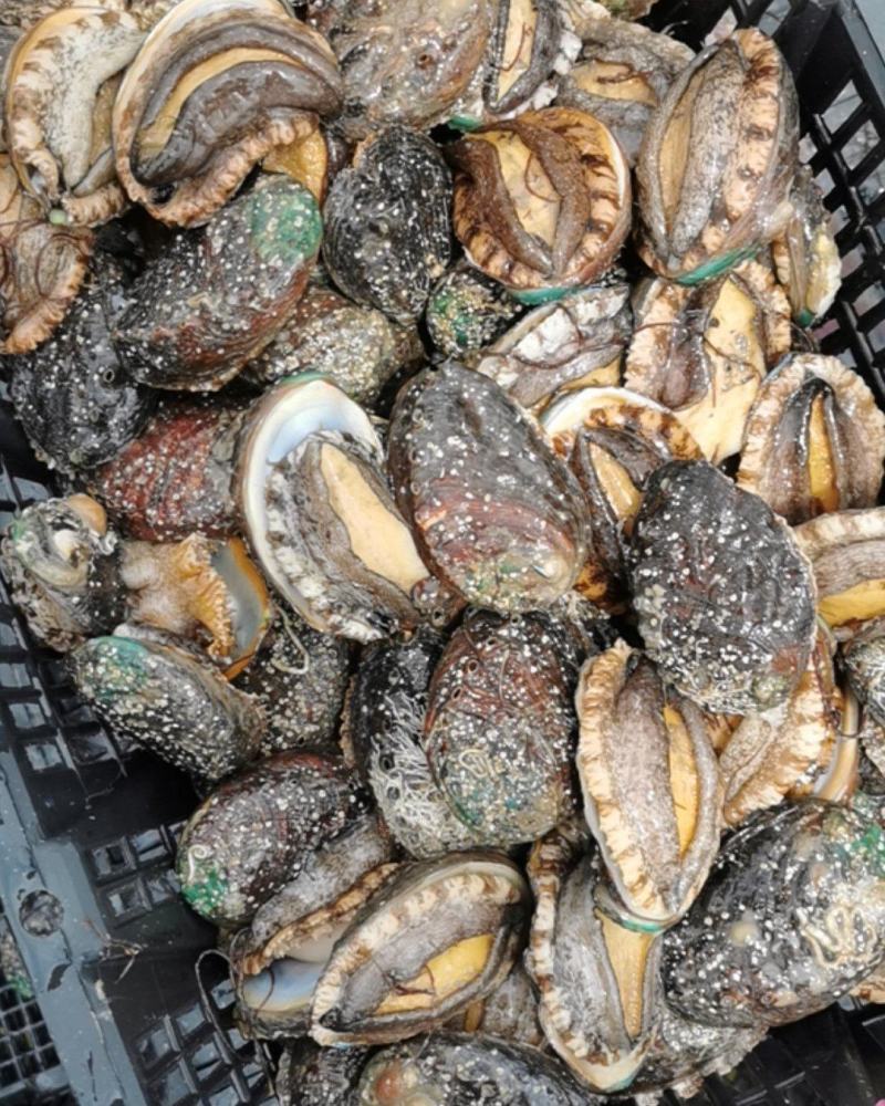 原产地直发的鲜活鲍鱼量大优先吊鲍大鲍鱼干净
