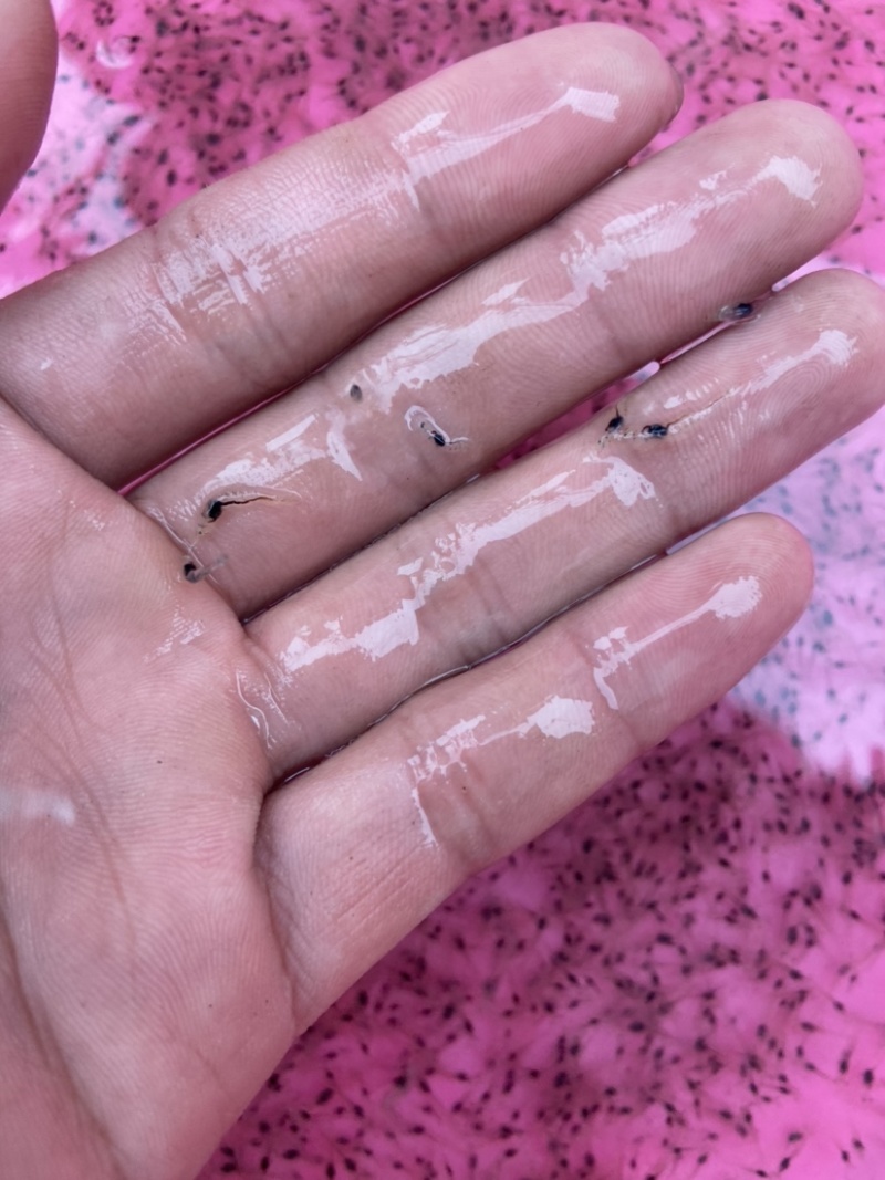 长期供应罗氏沼虾苗，品种优良，欢迎来电咨询购苗。