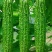 珍珠苦瓜大量上市……………………………………………………
