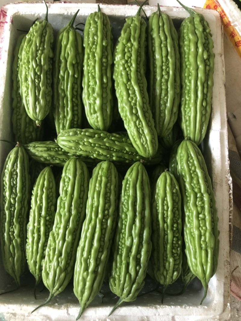 珍珠苦瓜大量上市……………………………………………………