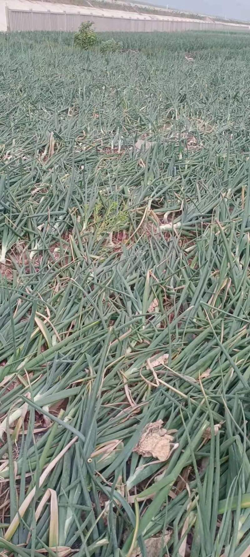 洋葱四川洋葱产地直销，一手货源，质量保证，全国发货