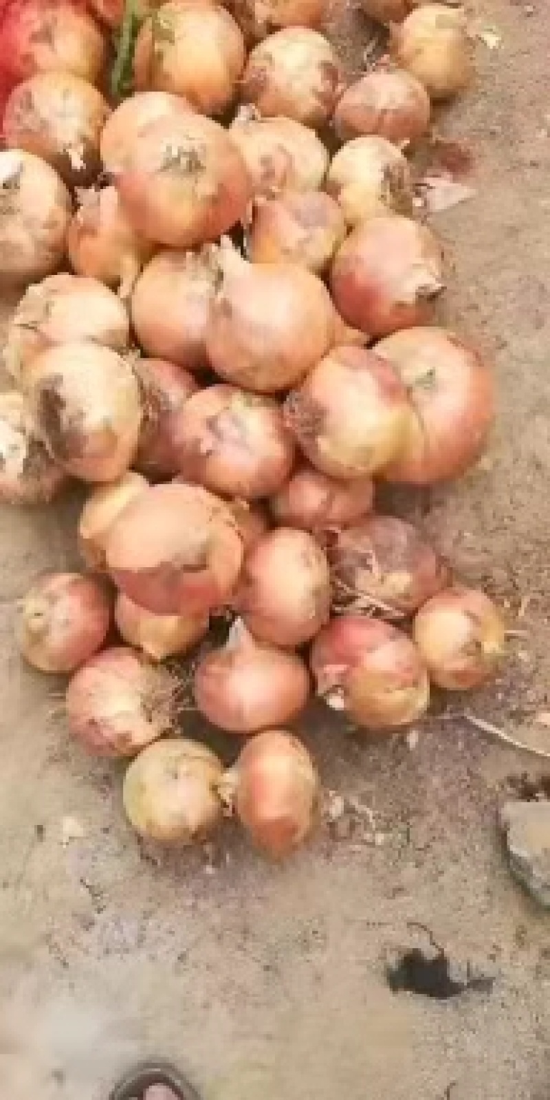 洋葱四川洋葱产地直销，一手货源，质量保证，全国发货