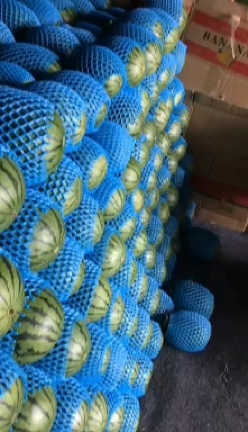 山东维坊精品2K西瓜大量上市真诚欢迎老板前来合作共采购
