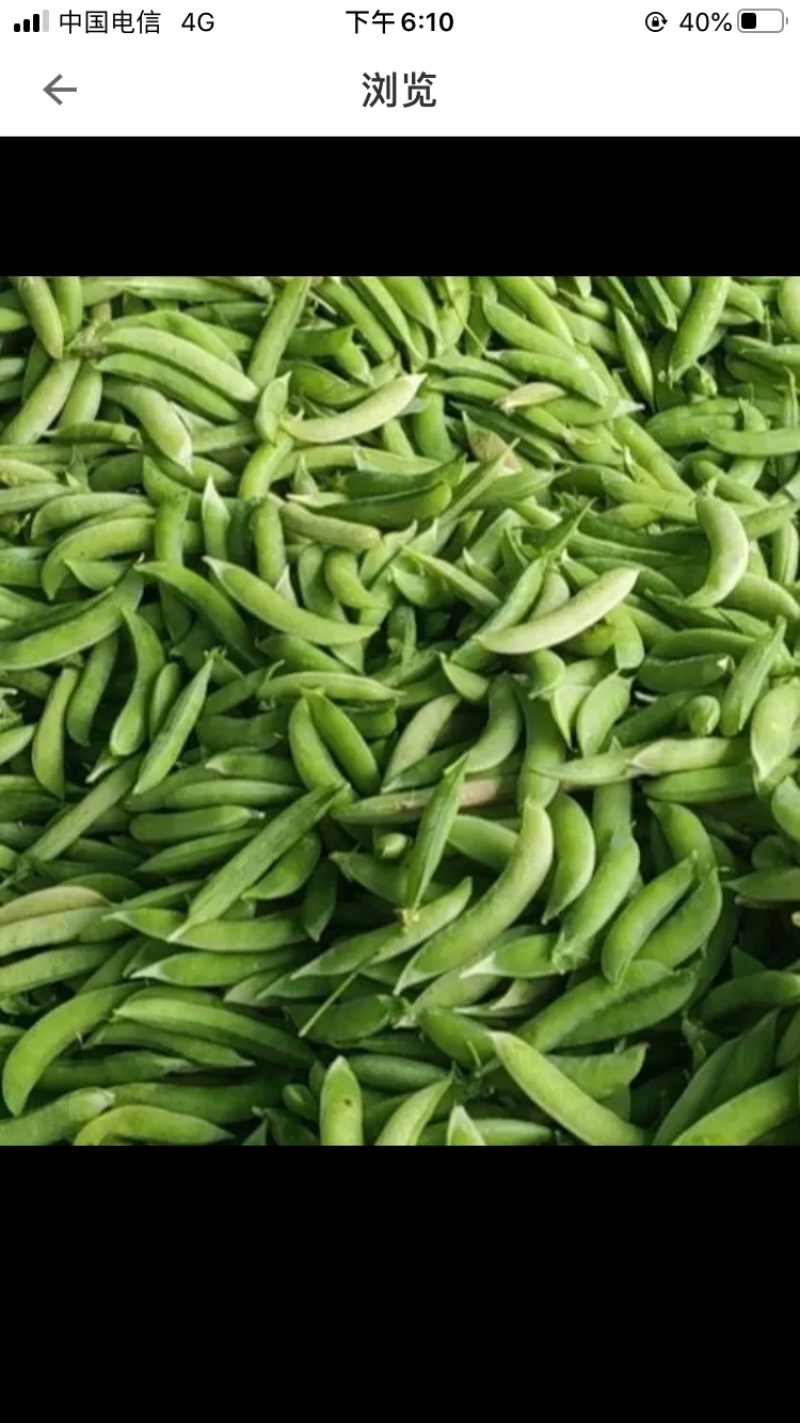 金堂新鲜大白豌豆荚，现摘现卖