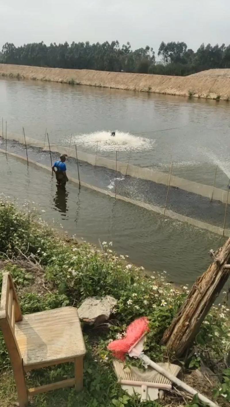场地直销鲈鱼苗，鲈鱼水花苗