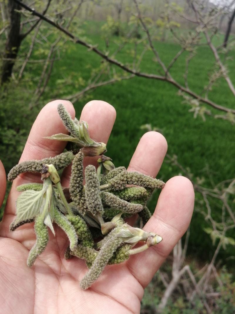 构棒棒当天采摘加冰有机野味大自然的馈赠