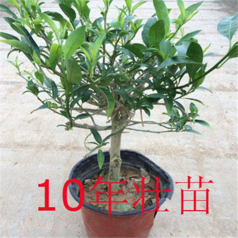 夜来香花了，夜来香盆栽。驱蚊植物，芳香四季。