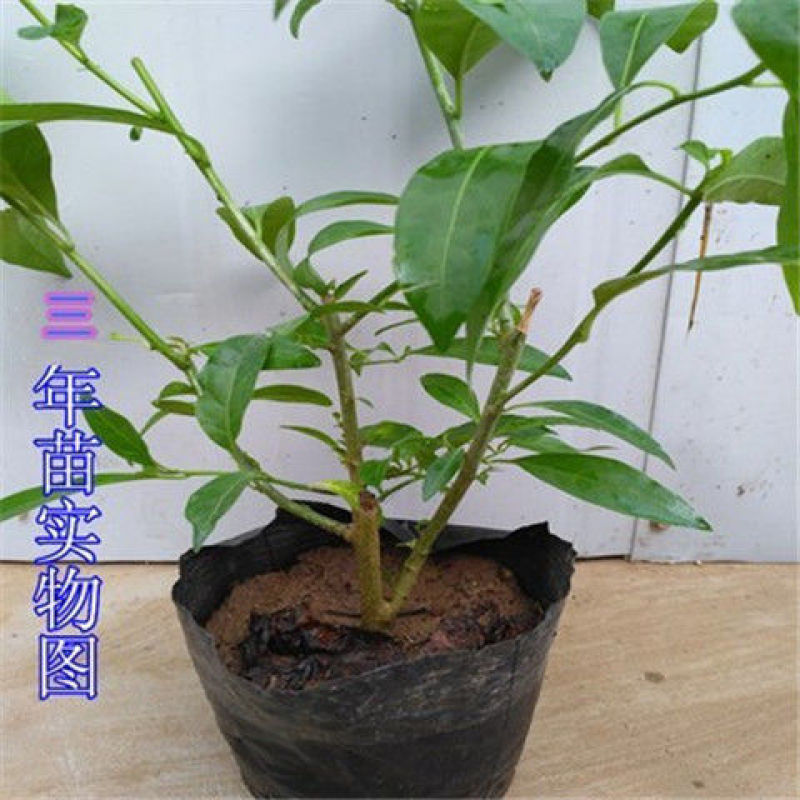 夜来香花了，夜来香盆栽。驱蚊植物，芳香四季。