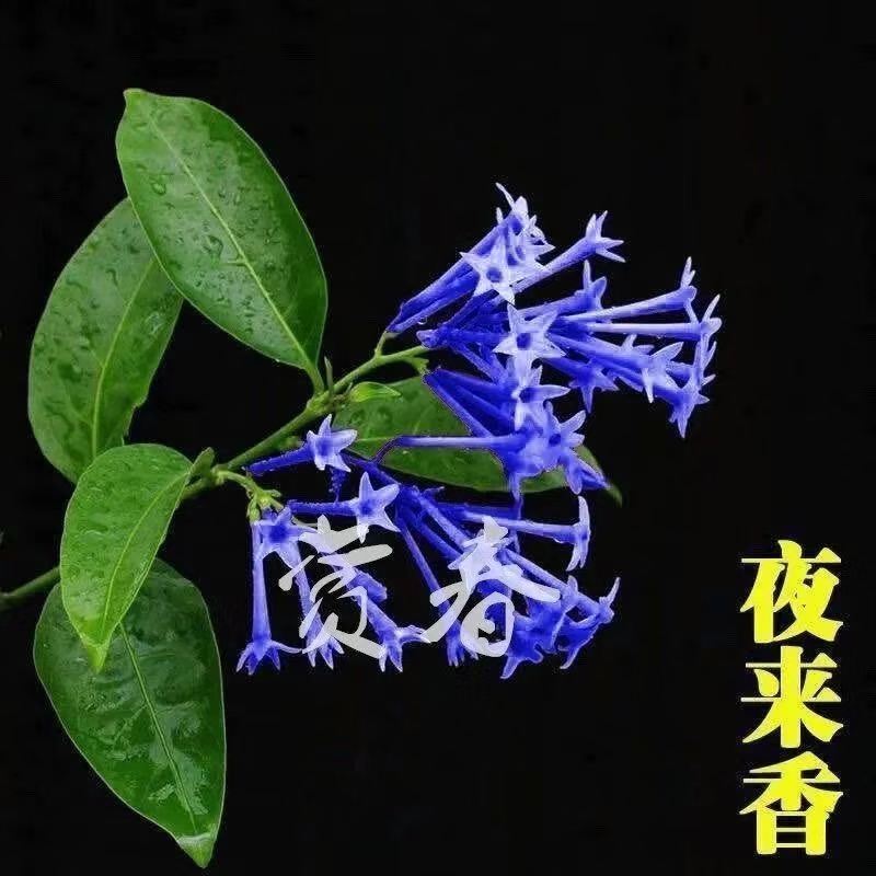 夜来香花了，夜来香盆栽。驱蚊植物，芳香四季。