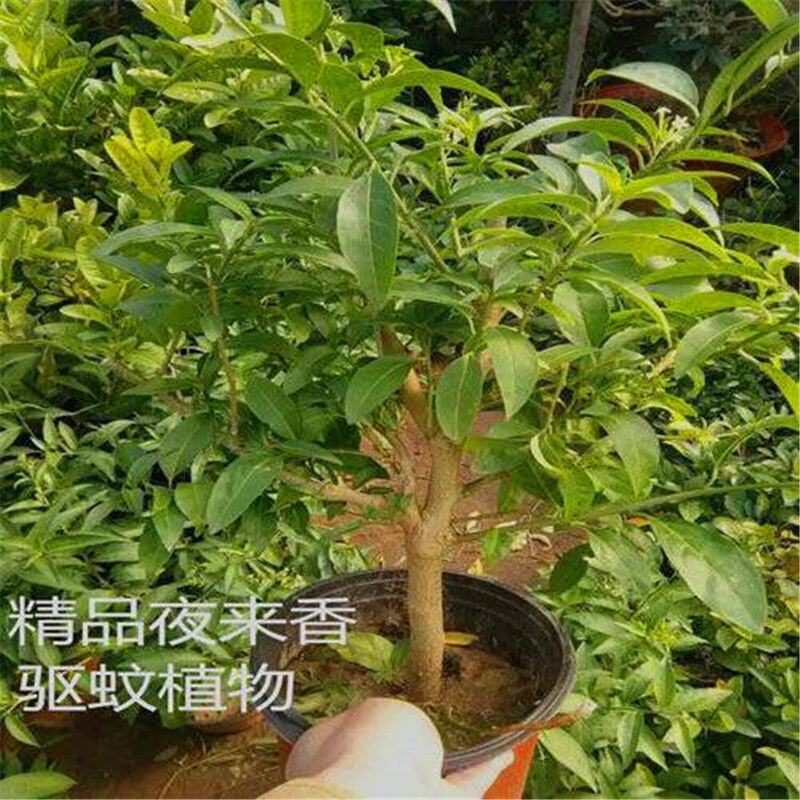 夜来香花了，夜来香盆栽。驱蚊植物，芳香四季。