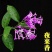 夜来香花了，夜来香盆栽。驱蚊植物，芳香四季。