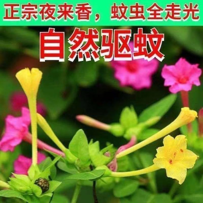夜来香花了，夜来香盆栽。驱蚊植物，芳香四季。