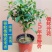 夜来香花了，夜来香盆栽。驱蚊植物，芳香四季。