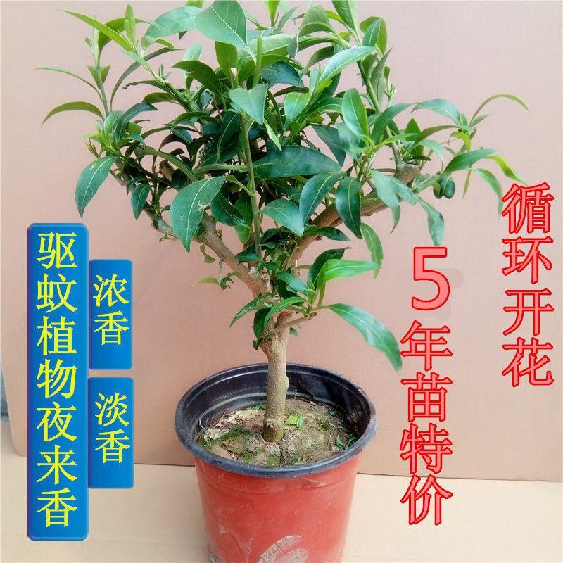 夜来香花了，夜来香盆栽。驱蚊植物，芳香四季。