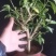 夜来香花了，夜来香盆栽。驱蚊植物，芳香四季。