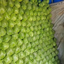 德州春季绿甘蓝正在上市中，8398品种，
