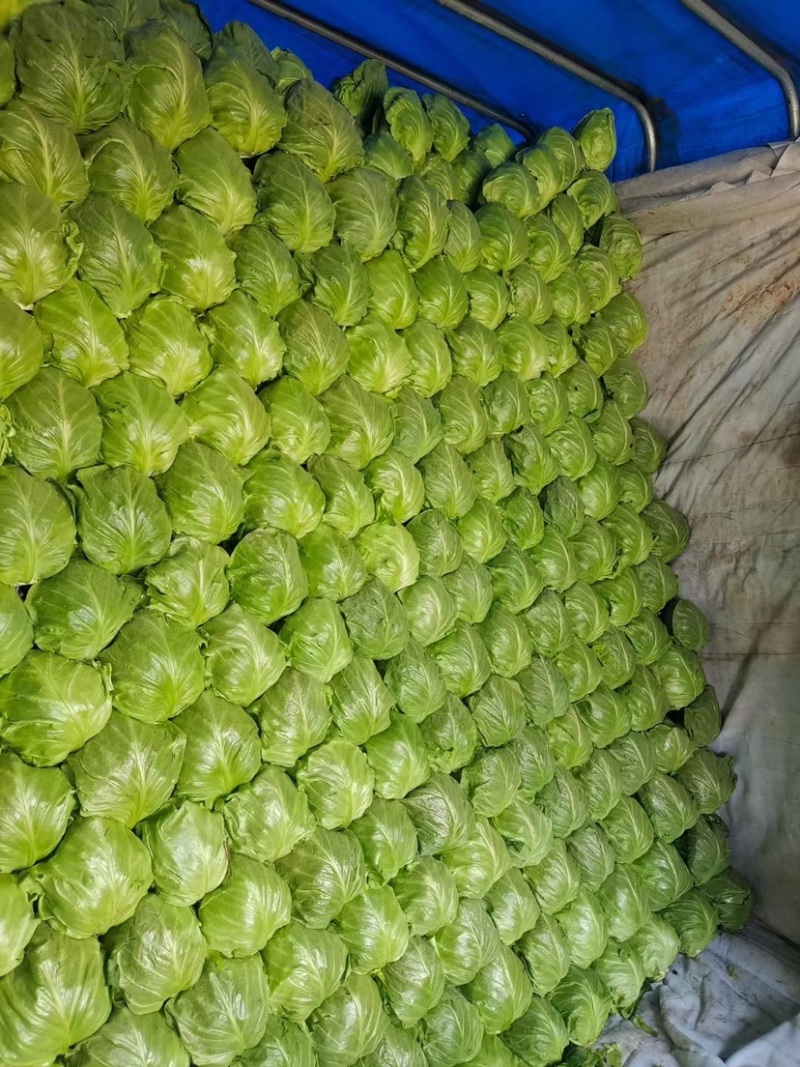 德州春季绿甘蓝正在上市中，8398品种，