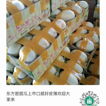 东方密上市口感好皮薄欢迎大家来下单