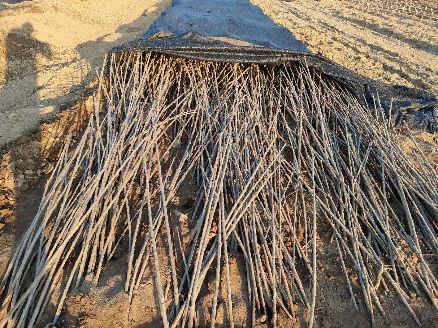 冬桃夏季遮阳网覆盖管理,技术人员正在调节遮阳密度 冬桃夏季遮阳管理