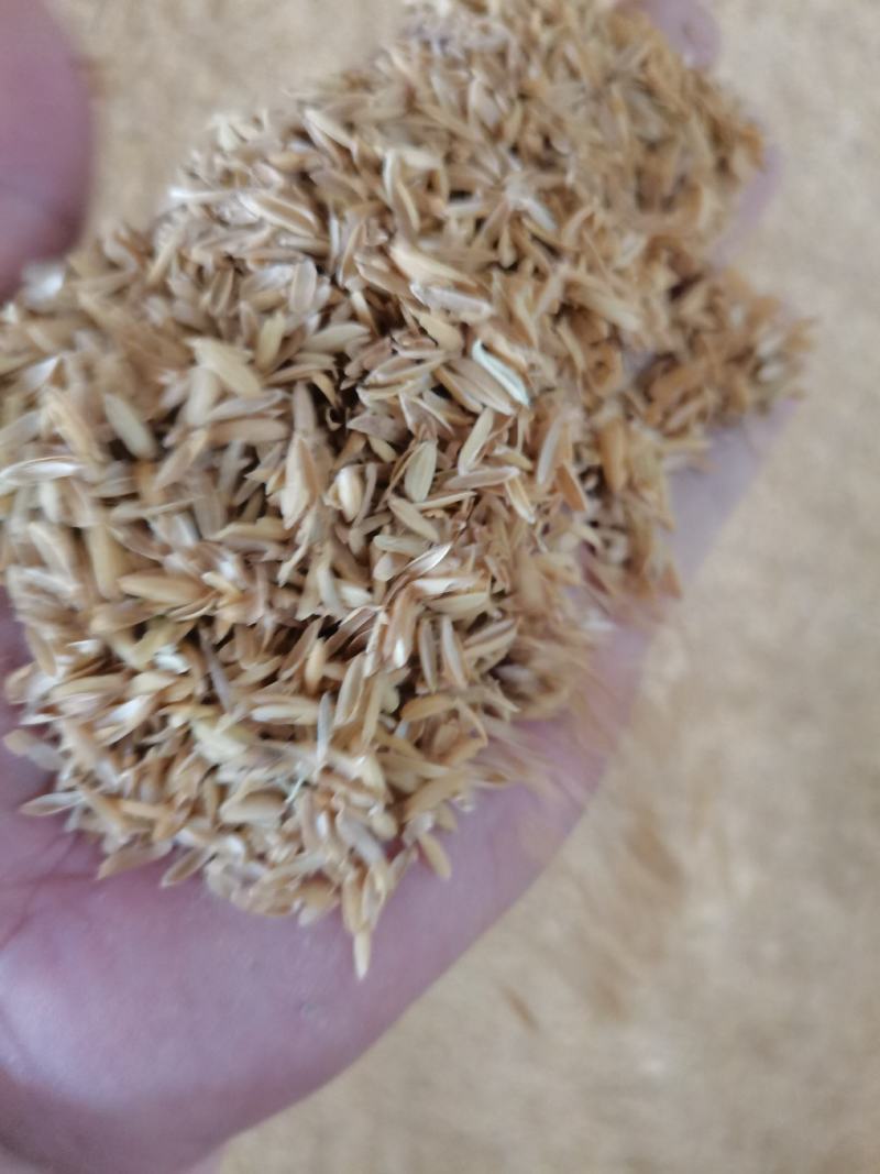 新鲜干净无杂质压缩稻壳