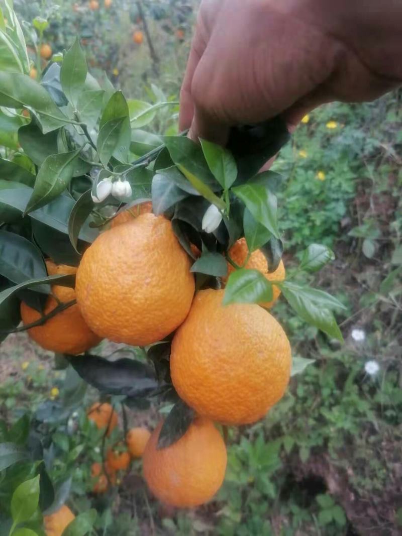 汉源黄果柑基地，商品果，电商果，越南果，新鲜采摘，