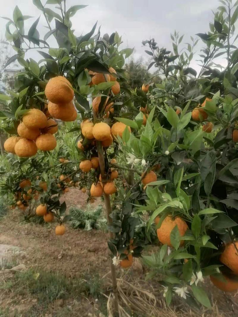汉源黄果柑基地，商品果，电商果，越南果，新鲜采摘，