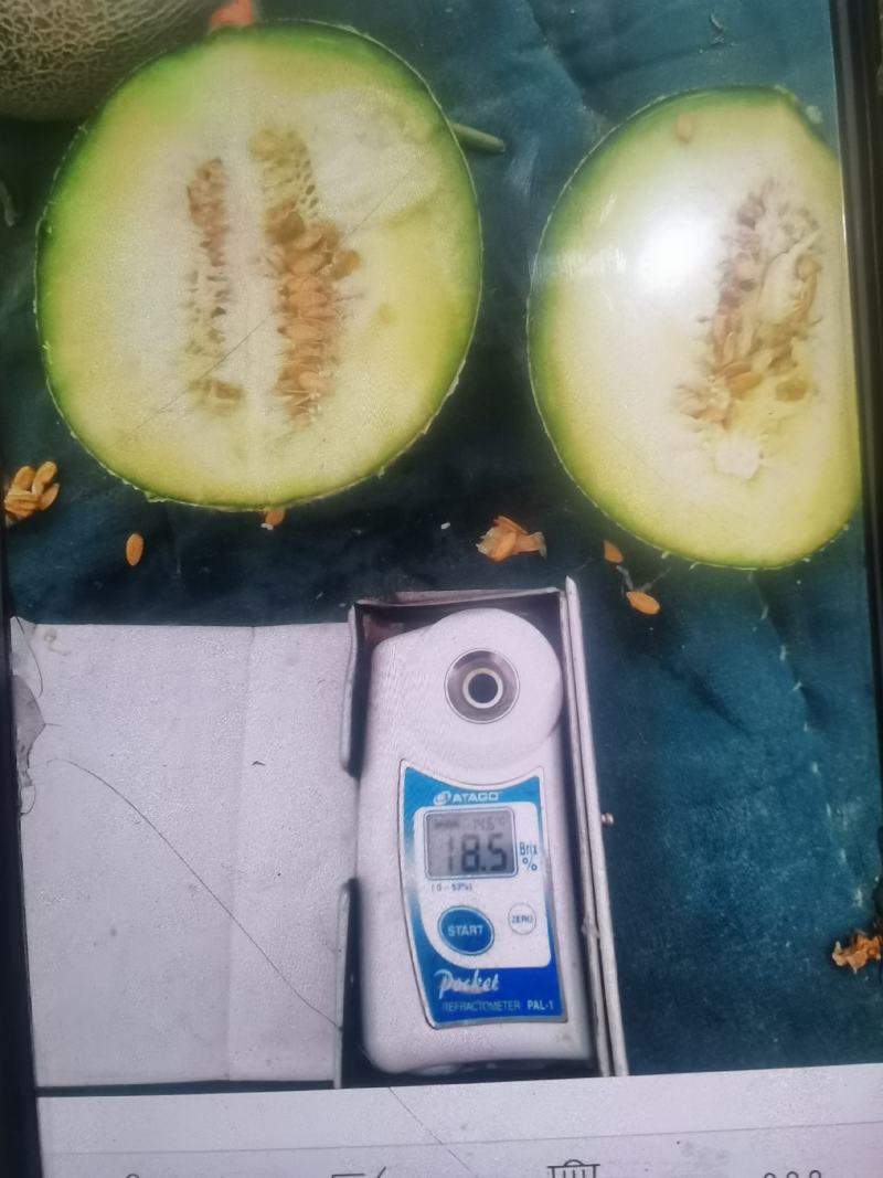 一瓜一藤，瓜香甜，软糯，口感独特，这就是海阳网纹瓜的特性